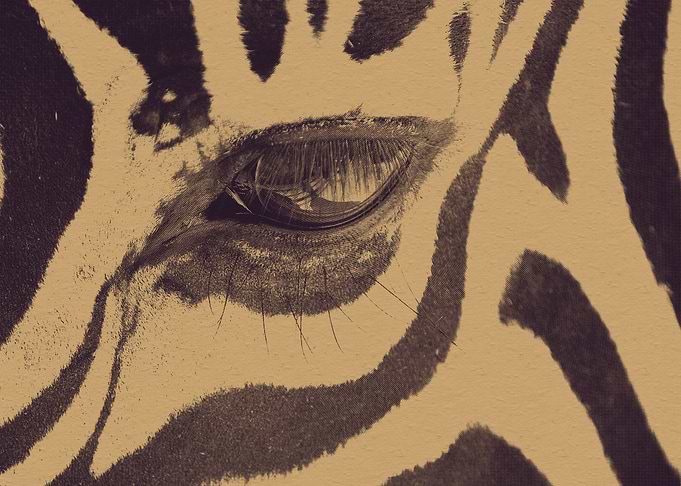 Eye of the Zebra