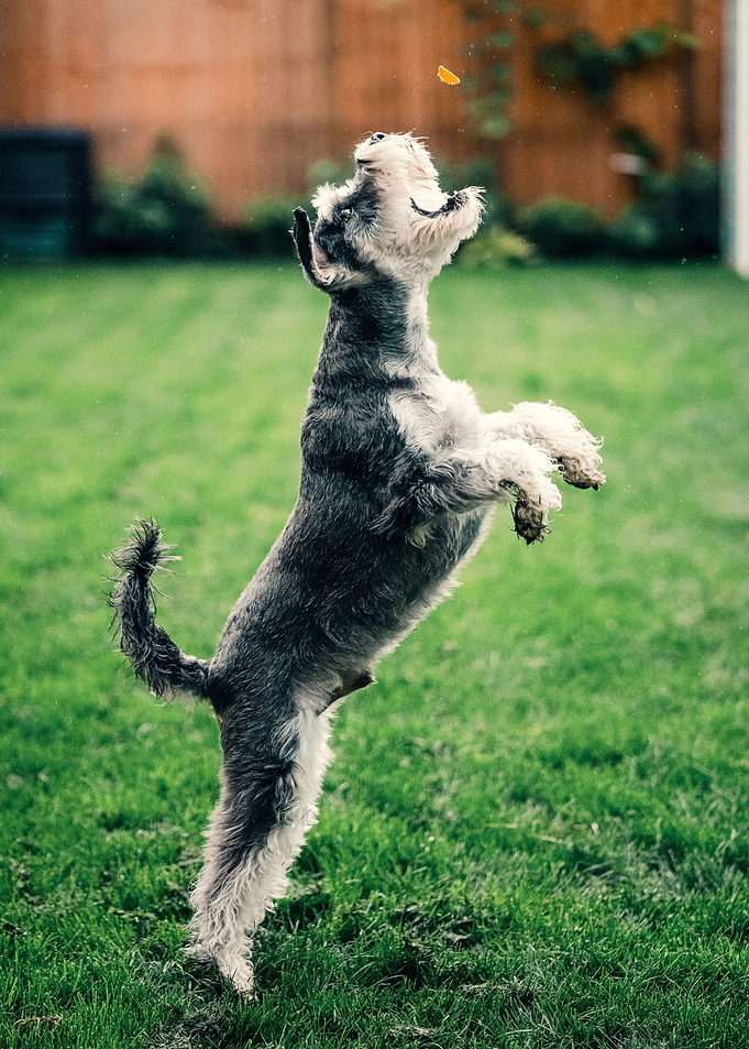 black white grass dog