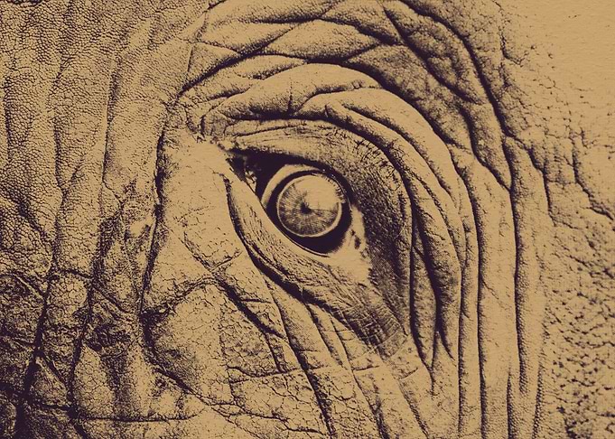 Elephant Eye