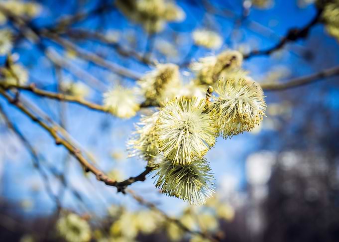 Willow Buds On A Sunny Day