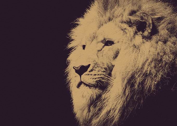 Portrait of a Lion