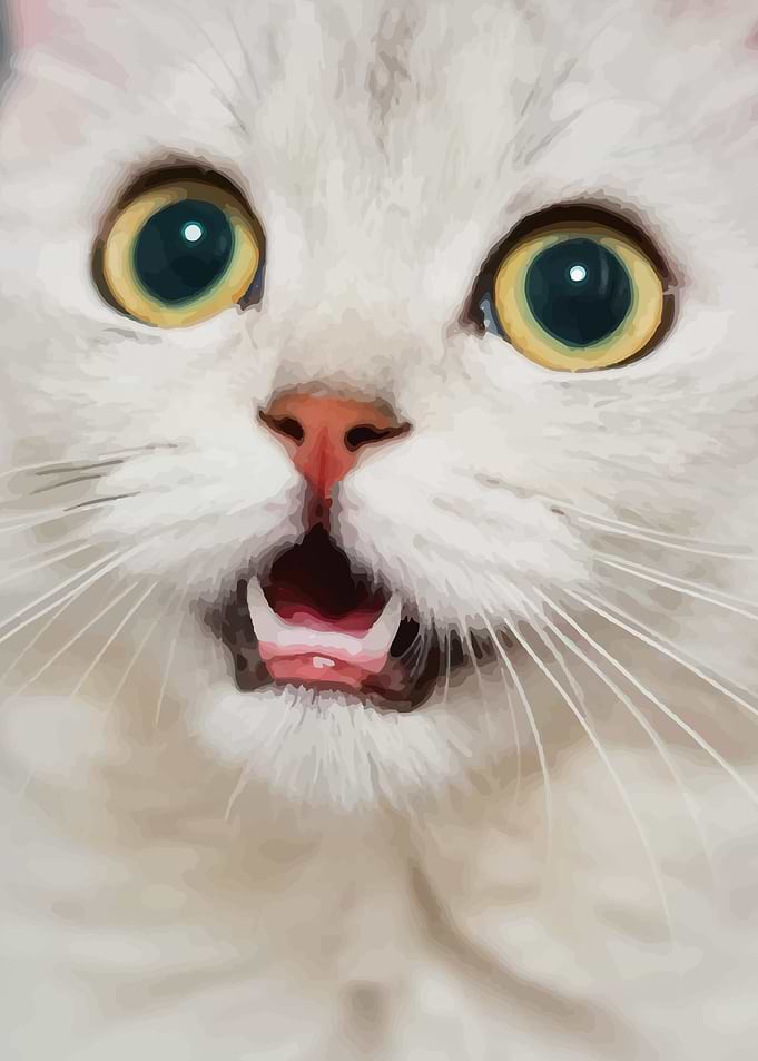 Surprise Cat