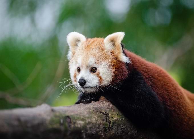 lying tree baby panda