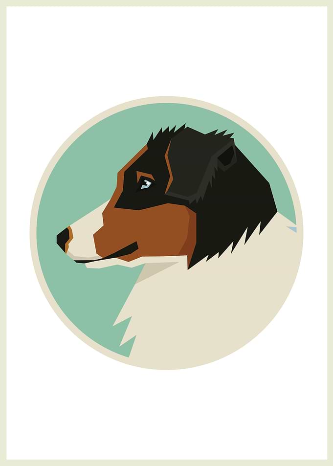 Australian Shepherd