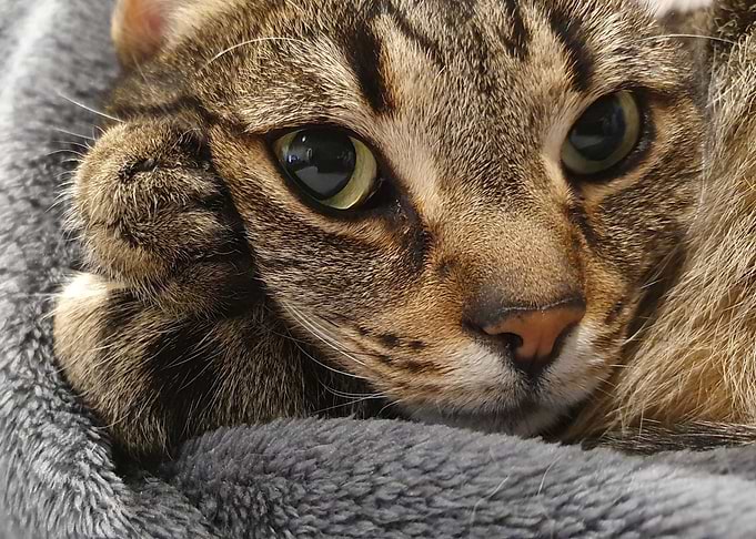 Mufasa 3