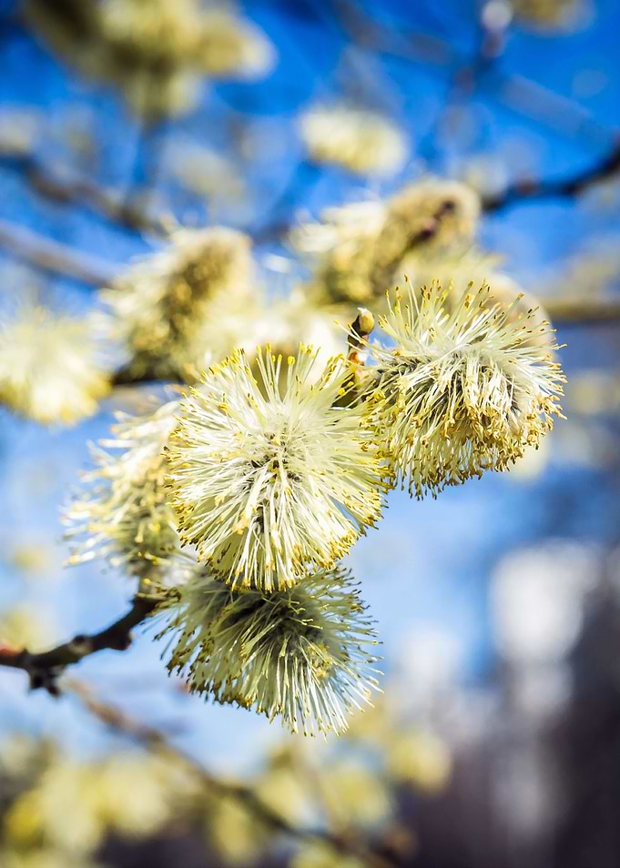 Willow Buds On A Sunny Day