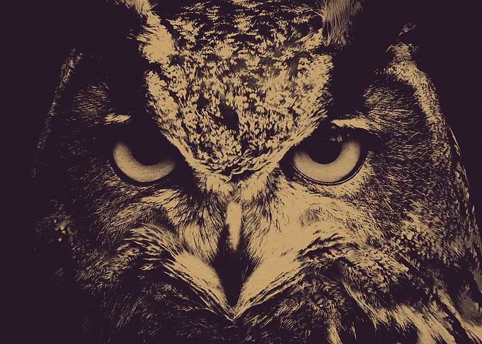 Owl