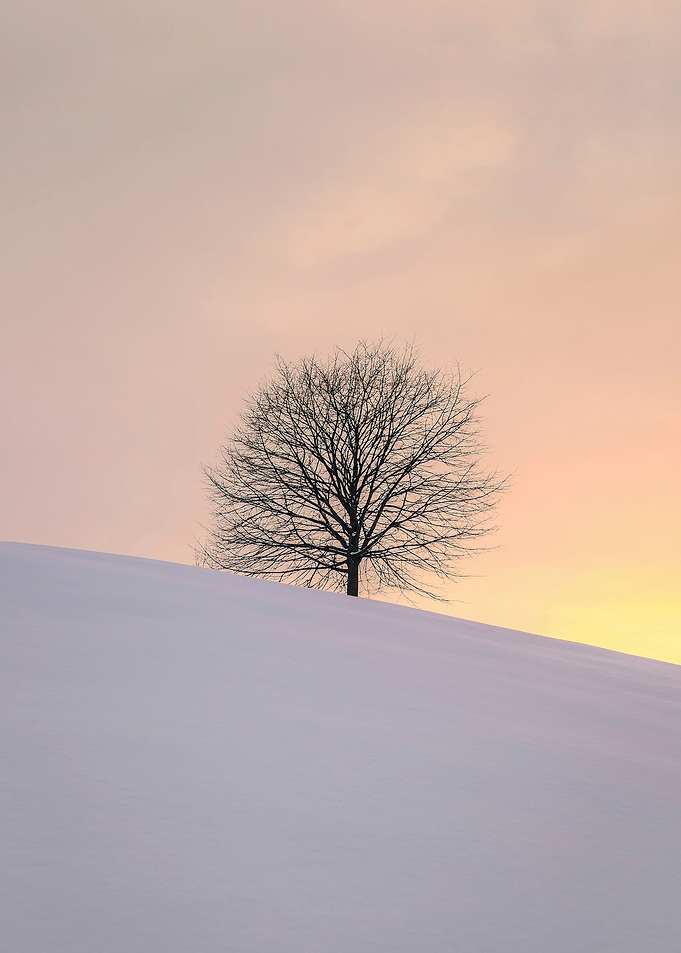 Snow tree