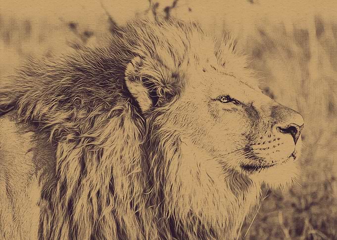 Lion in the Jungle