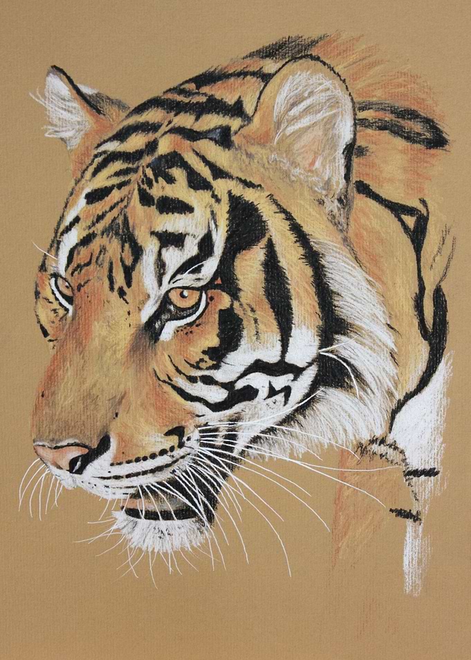 Prowling Tiger