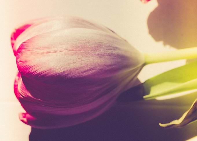 Gentle tulip with pink pet