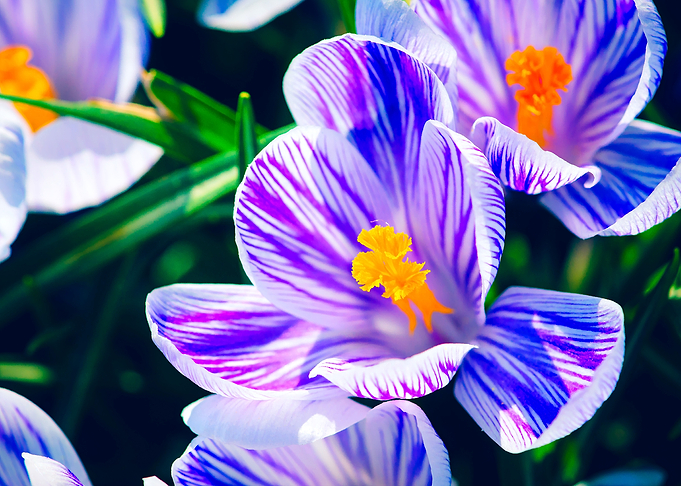 Crocus Flowers Neon Glow