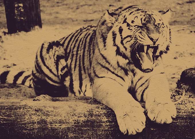 Yawning Tiger