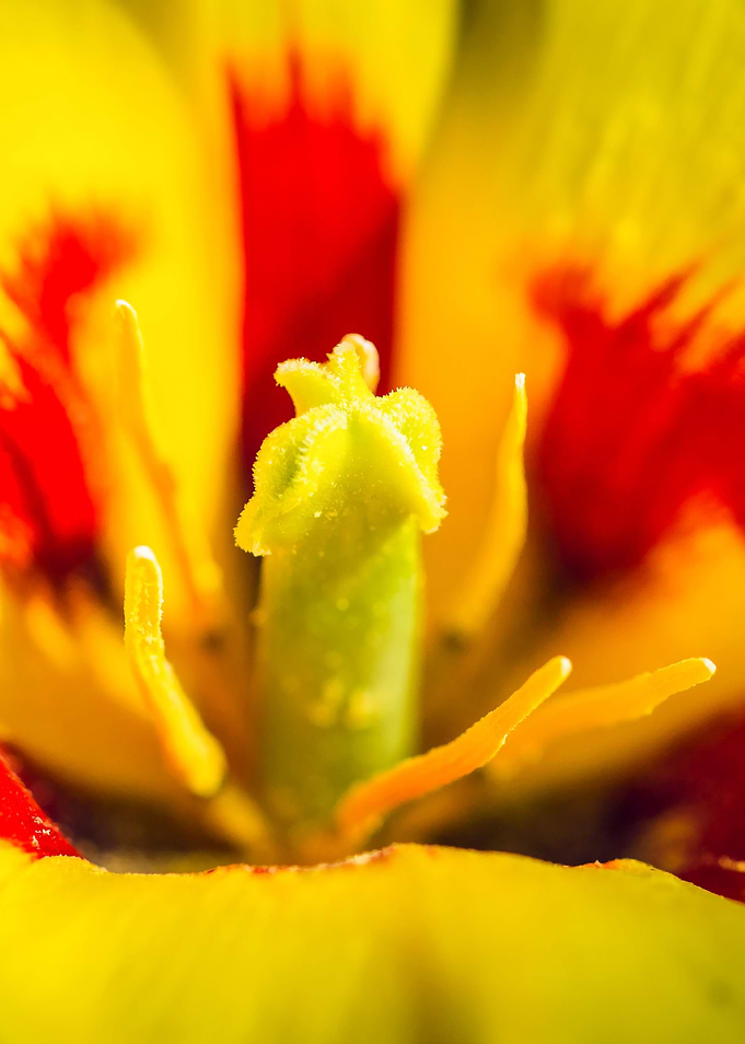 Yellow Tulip Flower Macro