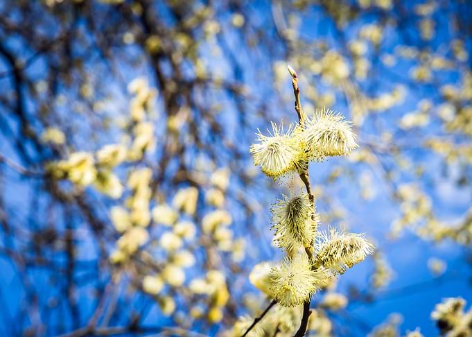 Willow Twig In Spring