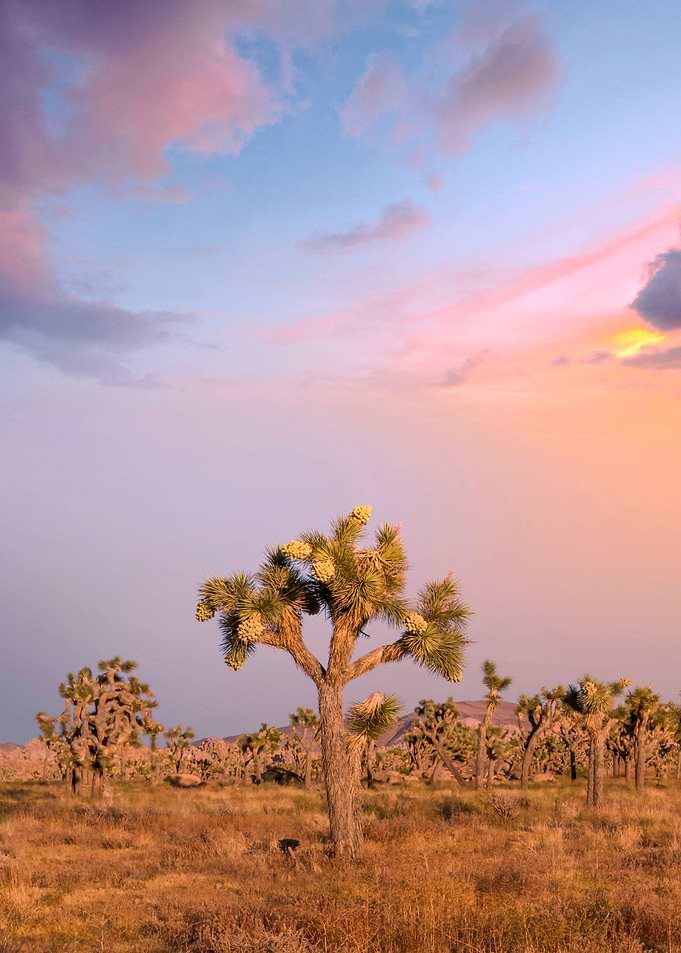 Joshua Tree at Sunset