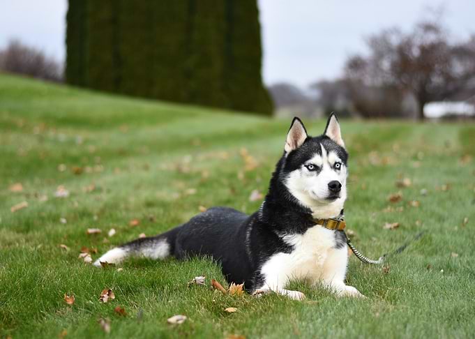 husky resting dog