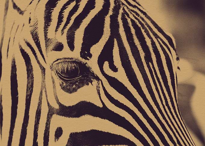 Zebra Eye