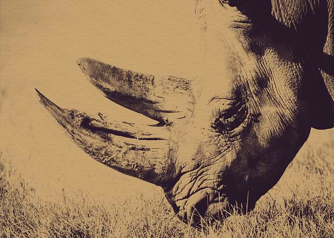 Rhino