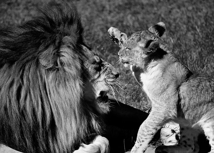 Fatherhood