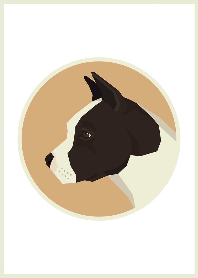American Staffordshire