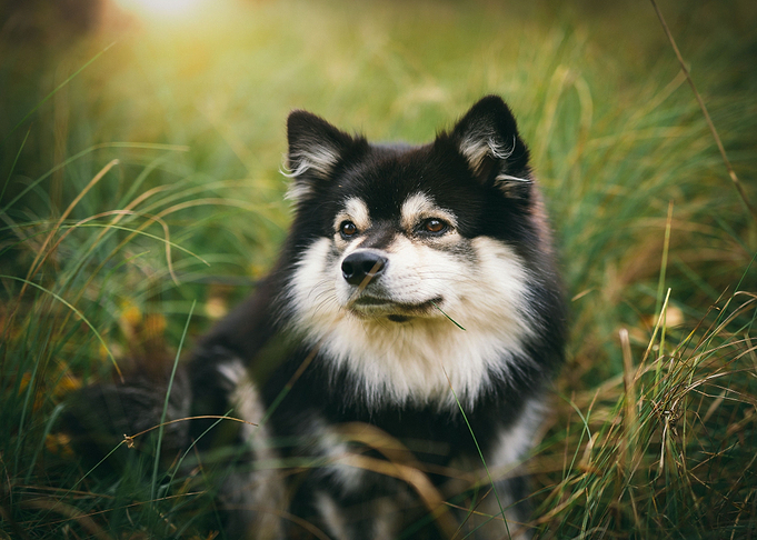 lapphund sitting dog