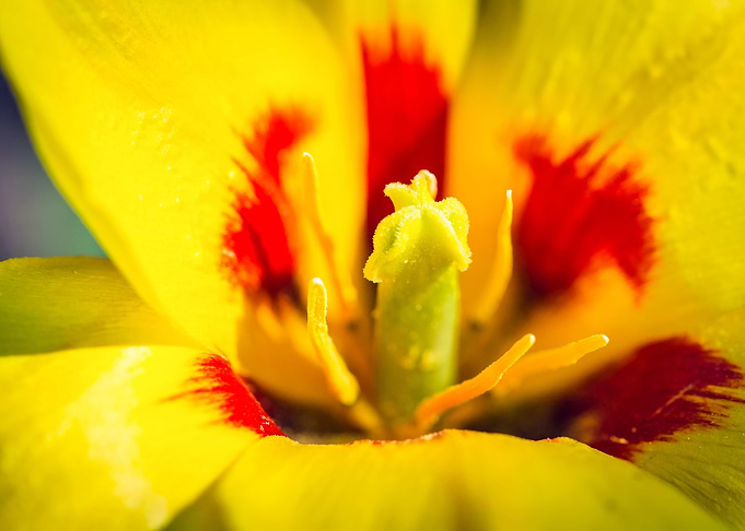 Yellow Tulip Flower Macro