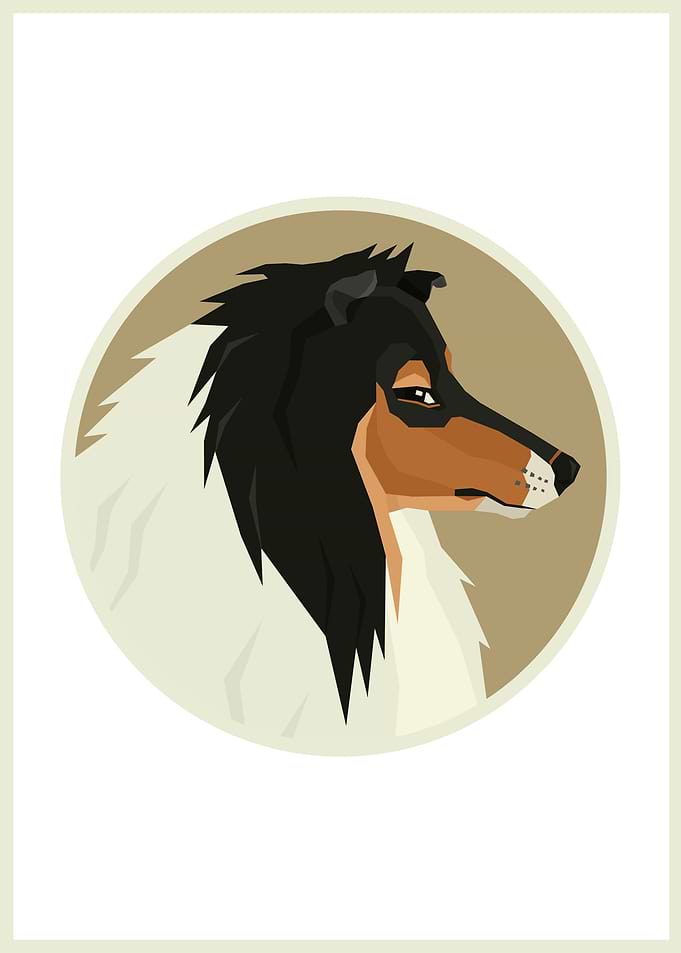 Collie