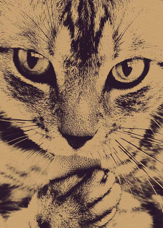 Cat Licking Paw