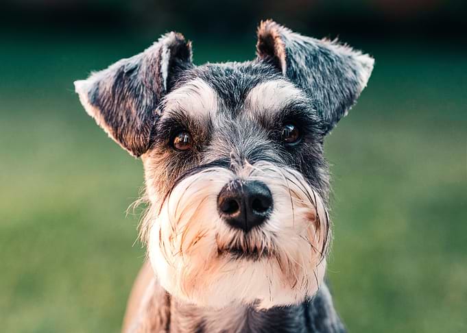 head small dog