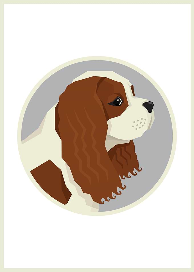 Cavalier King Charles