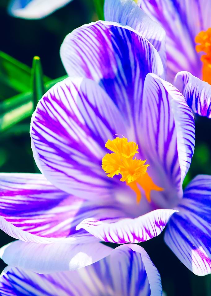 Crocus Flowers Neon Glow