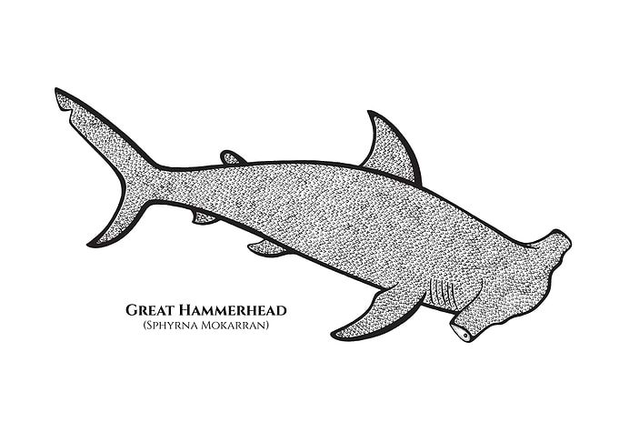 Hammerhead Shark with name