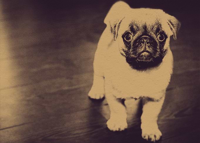 Pug