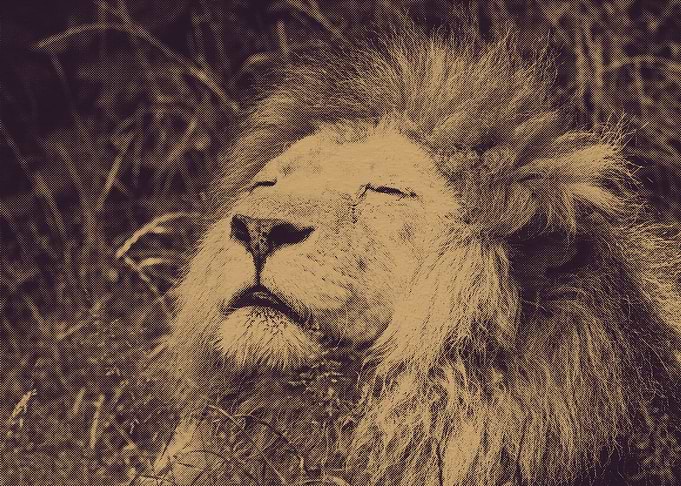 Lion