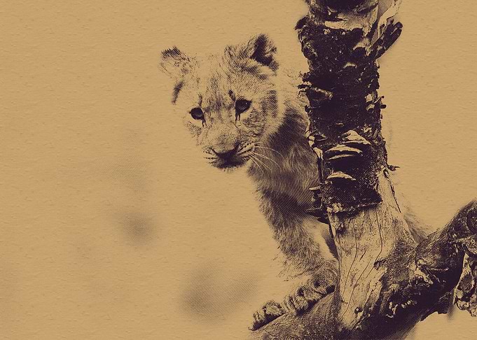 Lion Cub