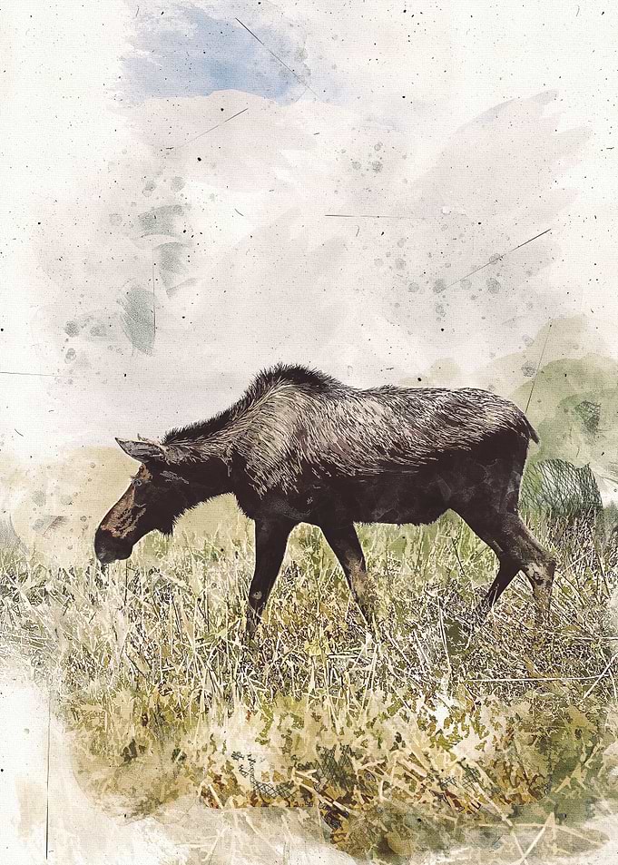 Moose