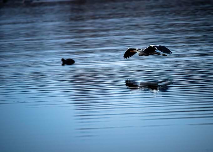 Heron
