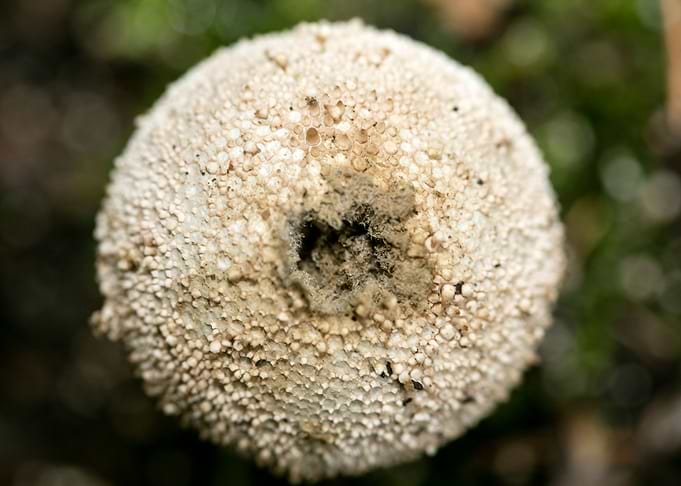 Trippy winter mushrooms