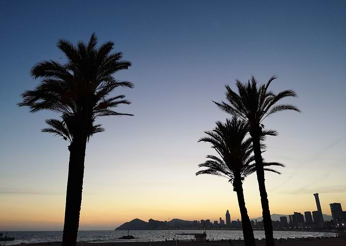 Sunset Trees