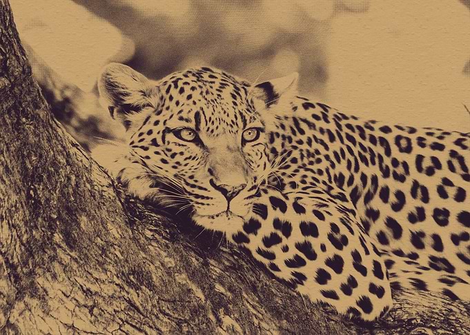 Leopard in Tree