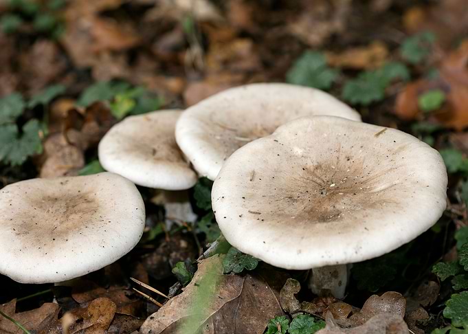 Trippy winter mushrooms