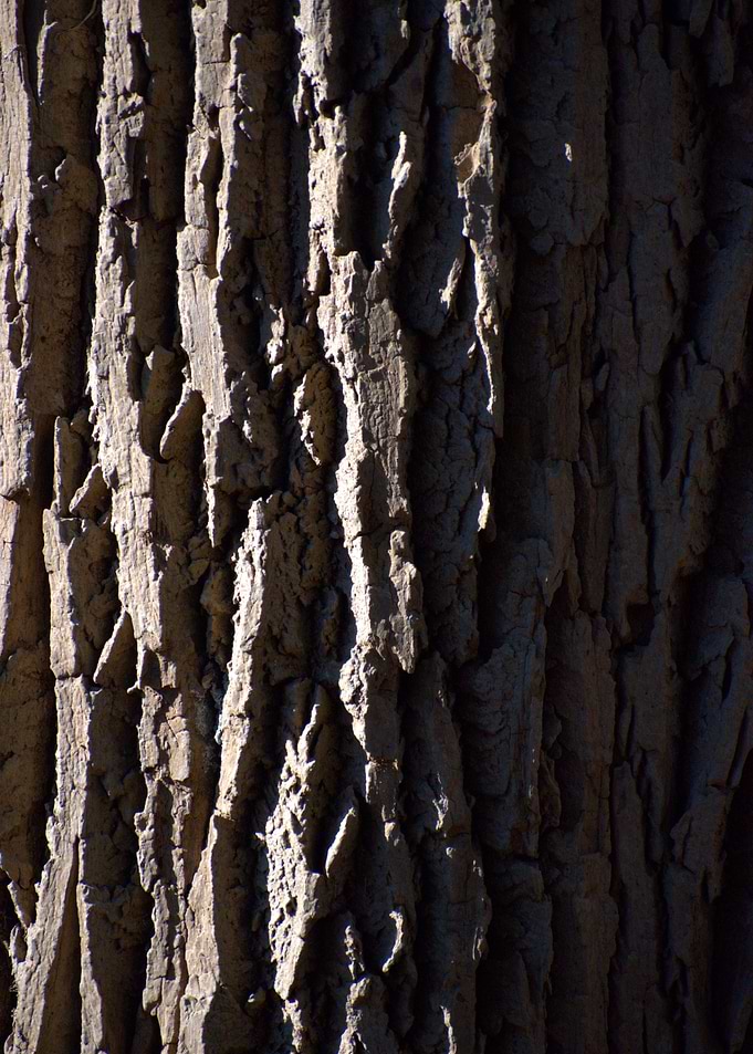 Bark Closeup