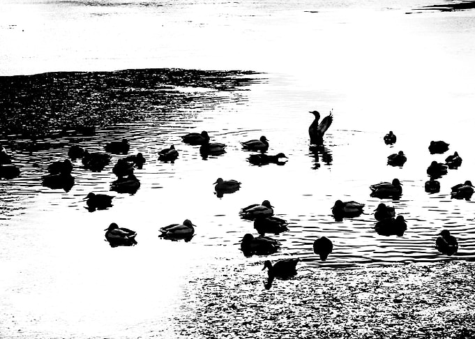 Mallard Ducks In The Lake