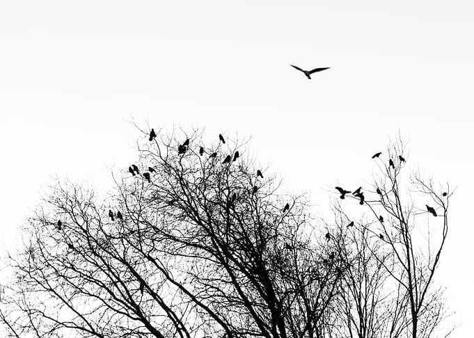 Seagull and Ravens