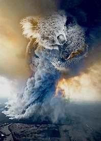 Australia Fire Koala Hug