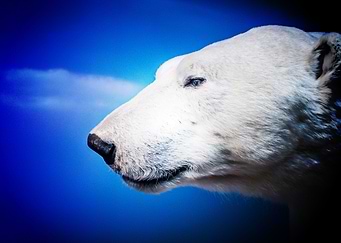 bear