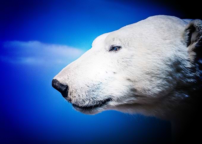 bear