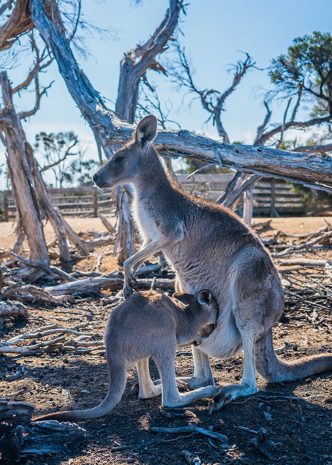 kangaroo tree