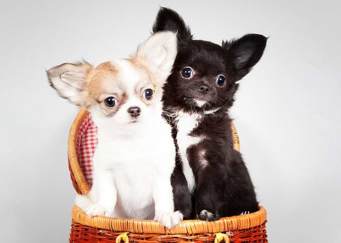 Chihuahua